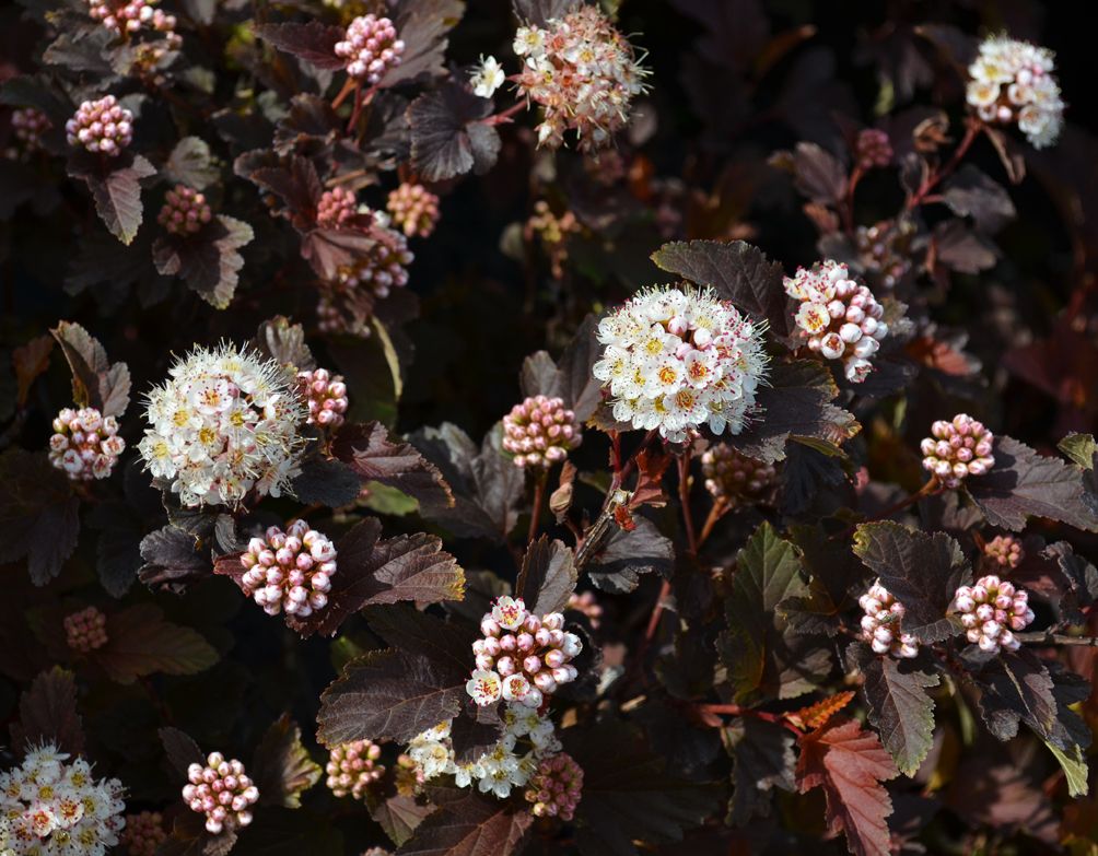 black lace elderberry